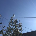 抜け毛予防サロン/脱毛/育毛/千葉県市川/個室美容室